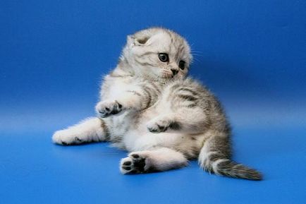 Scottish Fold pisica rasa 40 fotografie (reprezentanți ai rasei) Scottish Fold pisica de rasa 40 de fotografii