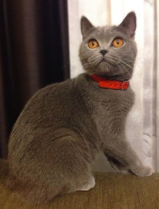 Scottish Fold și pisici britanice (pisici de rasa britanica) Scottish Fold și pisicile britanice