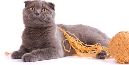 pisica Scottish Fold si British (Marea Britanie) Scottish Fold și pisicile britanice