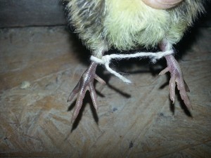 Shpagatiki, sau ce să facă dacă lăsați picioarele de pui (shpagatiki) Shpagatiki, sau ce să facă dacă lăsați picioarele de pui