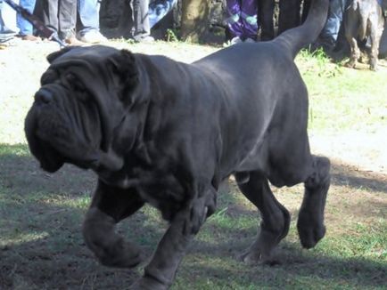 Rezistența intepaturii animal