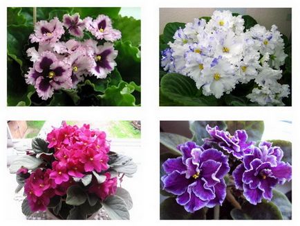De câte ori pe an, flori violete (culturi) De câte ori pe an, flori violet