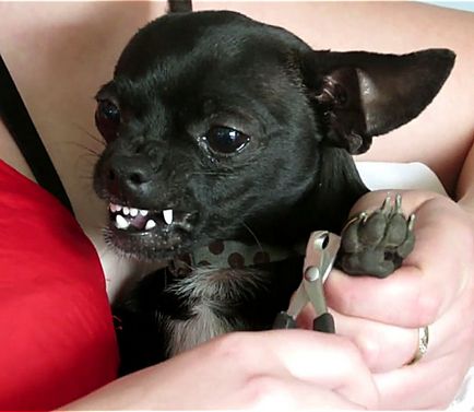 Schimbarea dinților în Chihuahua și îngrijire orală cu fotografii și video