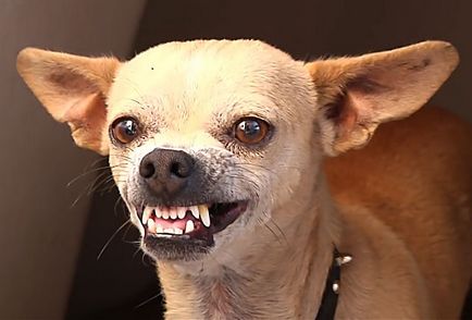 Schimbarea dinților în Chihuahua și îngrijire orală cu fotografii și video