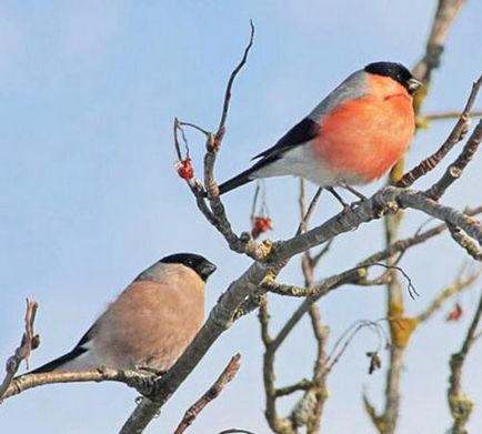 Bullfinch, descriere, poze (pasăre) Bullfinch, descriere, fotografie