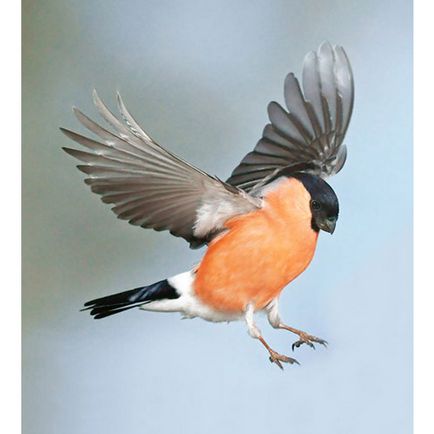 Bullfinch, descriere, poze (feminin) Bullfinch, descriere, fotografie