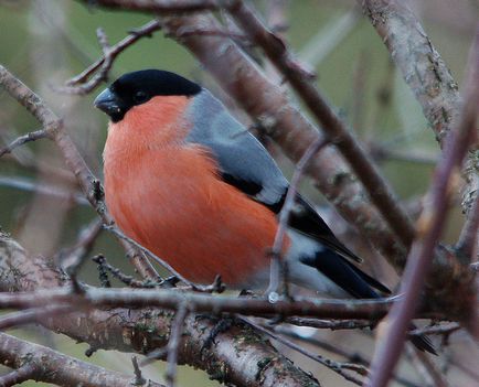 pasăre Bullfinch (botgros) pasăre Bullfinch