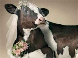 Vis vis de vacă Interpretare ce vise (interpretare vis) Vis Interpretare vis vaca ce vise