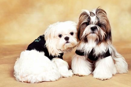 Sfaturi pentru îngrijirea unui Shih Tzu (de îngrijire și întreținere a Shih Tzu) Sfaturi privind Shih Tzu de îngrijire