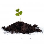 Metode de cultivare a plantelor de ghiveci (cultivarea ghivece cu plante) Metode pentru houseplants în creștere