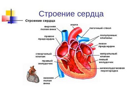 simptome stenoza aortica, tratamentul (stenoza de valva aortica) simptome stenoza aortica, tratament
