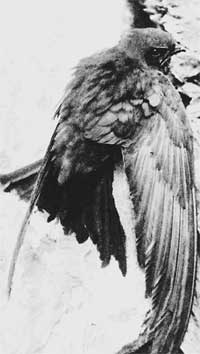 Swifts, știință și viață (școală) Swifts, știință și viață