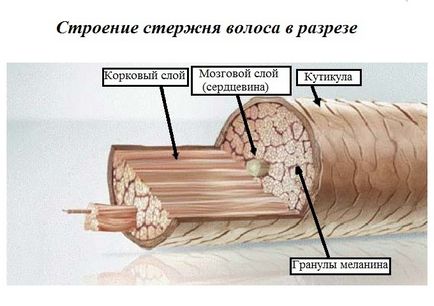 Structura par a răspunsurilor la întrebările (păr) Structura par a răspunsurilor la întrebările