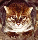 Pisica cu cap plat (Prionailurus felis planiceps) pisică cu cap plat, zona de origine a aspectului (cu cap plat) Pisica cu cap plat (Prionailurus felis planiceps) pisică cu cap plat, zona de origine a aspectului