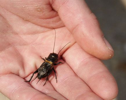 Cricket fotografie (insecte) Cricket, foto
