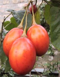 cameră Tamarillo (Tamarillo) camera Tamarillo
