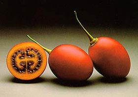 cameră Tamarillo (Tamarillo) camera Tamarillo