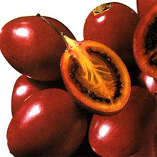 cameră Tamarillo (Tamarillo) camera Tamarillo