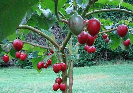 Tamarillo - beneficii, daune și contraindicații (utilizare) Tamarillo - beneficii, daune și contraindicații