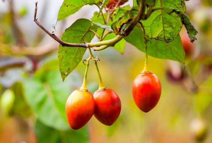 Tamarillo (tomate copac tsifomandra) în creștere, foto (poze) Tamarillo (tomate copac tsifomandra) în creștere, fotografii