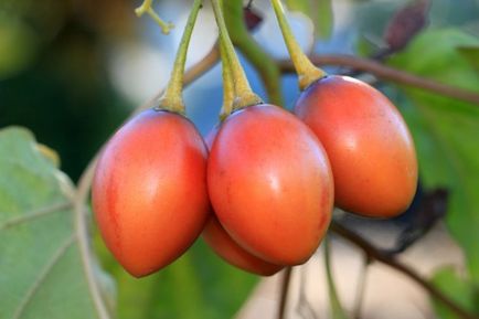 Tamarillo (tomate copac tsifomandra) în creștere, foto (poze) Tamarillo (tomate copac tsifomandra) în creștere, fotografii