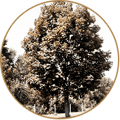 Secret - Kartas (cedru) (semn Druids horoscop) Secret - Cartas (cedru)
