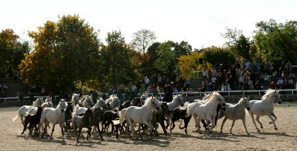 Misterul din Pegasus, istoria Kerkinitida Eupatoria din cele mai vechi timpuri până la zilele de odihnă și tratament nostru în (Eupatoria) Misterul din Pegasus, istoria Kerkinitida Eupatoria din cele mai vechi timpuri până la zilele de odihnă și tratament nostru în