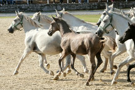 Misterul din Pegasus, istoria Kerkinitida Eupatoria din cele mai vechi timpuri până la zilele de odihna si tratament nostru in (Pegasus) Misterul din Pegasus, istoria Kerkinitida Eupatoria din cele mai vechi timpuri până la zilele de odihnă și tratament nostru în