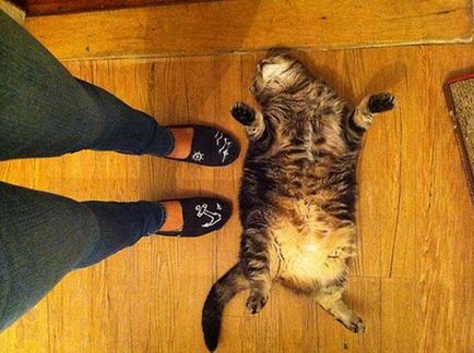 Fat pisici fotografie (grosime) Pisici Fat fotografie