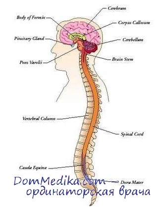 Diagnostic subiect în Neurologie (diagnostice topice in neurologie) Diagnosticul topica in Neurologie