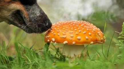 Noi învățăm câinele să caute ciuperci (câine) Noi învățăm câinele să caute ciuperci