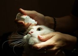 Noi kitten ochii umezi - ce să facă (a face) Noi kitten ochii umezi - ce să facă