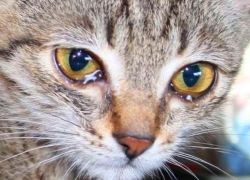 Noi kitten ochii umezi - ce să facă (apos) Noi kitten ochii umezi - ce să facă