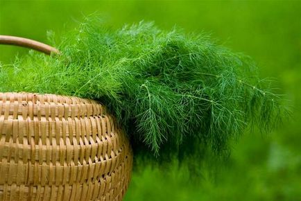 alăptarea Dill produs de valoare (afectează sân-producție) alăptarea Dill produs valoros