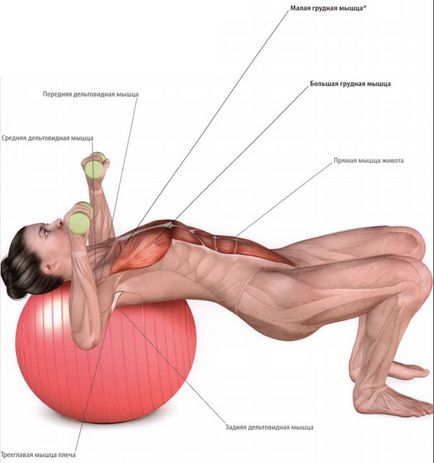 Exerciții și formare în domeniul slăbire fitball (pierdere în greutate fitball exerciții clase de stomac după naștere complexe) Exerciții și formare cu privire la slăbire fitball