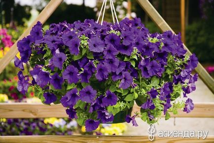 Îngrijire ampelnye petunie (Petunia) Îngrijire Petunia ampelnye
