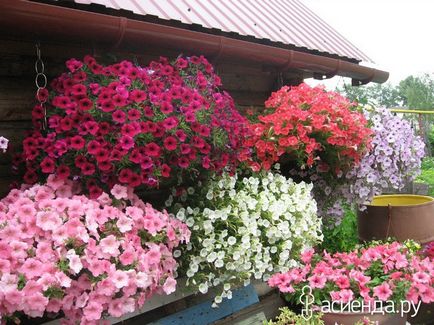 De îngrijire ampelnye petunie (flori pe balcon) Îngrijire Petunia ampelnye