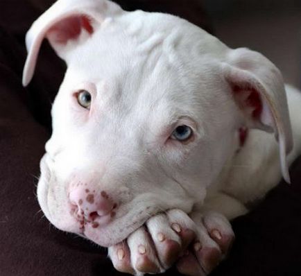 Grija pentru Pit Bull Terrier (Pit Bull Terrier-ul pentru îngrijire) Grija pentru Pit Bull Terrier