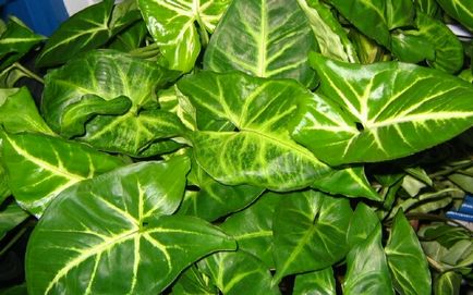 Îngrijire Syngonium la domiciliu (condiții) Îngrijire la domiciliu Syngonium