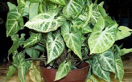 Îngrijire Syngonium la domiciliu (de îngrijire la domiciliu cingonium) Îngrijire la domiciliu Syngonium