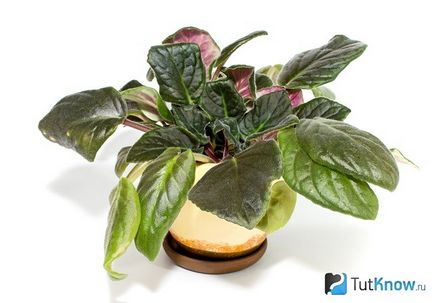 cultivare și întreținere viorele Saintpaulia (violet) Violetele cultivare Saintpaulia și îngrijire
