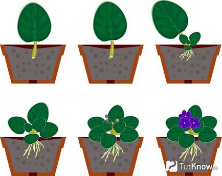 Cultivarea Violets Saintpaulia și întreținere (După aceea plantat) Violetele cultivare Saintpaulia și îngrijire