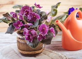 cultivarea și întreținerea viorele Saintpaulia (uzambarskaya) Violetele cultivare Saintpaulia și îngrijire