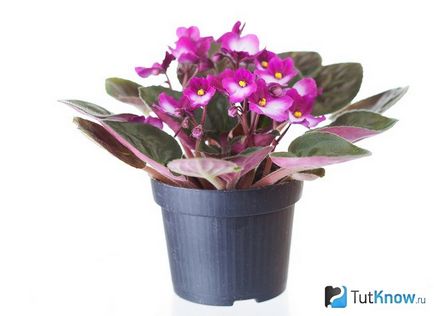 cultivarea și întreținerea viorele Saintpaulia (Saintpaulia) Violetele cultivare Saintpaulia și îngrijire