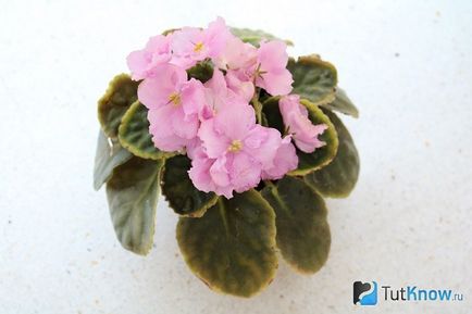 cultivarea și întreținerea (la domiciliu) Violetele Saintpaulia Violetele cultivare Saintpaulia și îngrijire