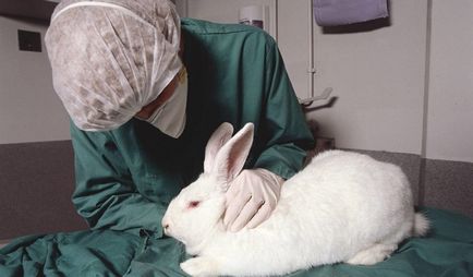 rabbivak v vaccin pentru iepuri de instrucțiuni, sfaturi, de revizuire (vaccin) rabbivak v vaccin pentru iepuri de instrucțiuni, sfaturi, recenzie