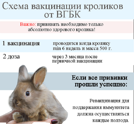 rabbivak v vaccin pentru iepuri de instrucțiuni, sfaturi, recenzie (rabbivak) rabbivak v vaccin pentru iepuri de instrucțiuni, sfaturi, recenzie