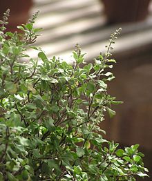 Vedaya - cosmetice Ayurveda (Ayurveda) Vedaya - cosmetice ayurvedic