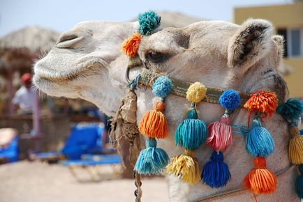 În Egipt, cu un copil mic, Hurghada (Hurghada) În Egipt, cu un copil mic, Hurghada