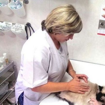 clinica veterinara Artemis - Nijni Novgorod, clinica veterinara, pet shop, farmacie veterinara, (V. veterinar vechime) clinica veterinara Artemis - Nijni Novgorod, clinica veterinara, pet shop, farmacie veterinara,